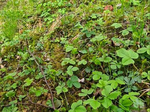 ділянка за адресою Заставнянська вул., 38