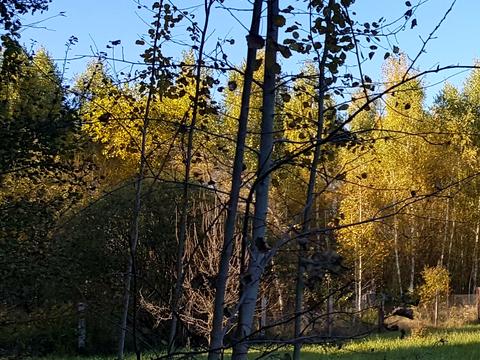 ділянка за адресою Лайнер