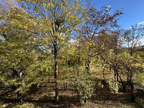 квартира за адресою Петра Полтави вул., 35