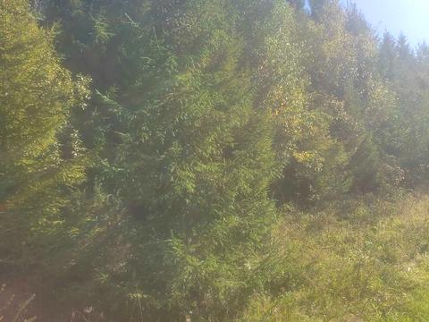 ділянка за адресою с. Верхнє Висоцьке, 