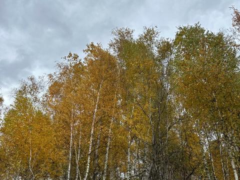 дом по адресу Лісова