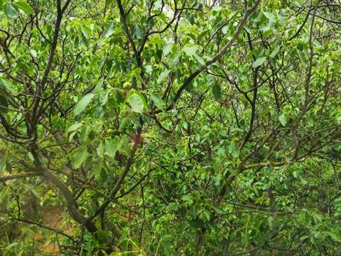 квартира за адресою Миру просп., 46а