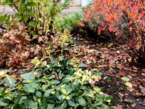 будинок за адресою с/т Лада