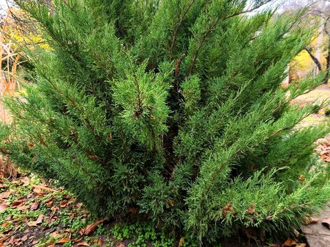 будинок за адресою с/т Лада