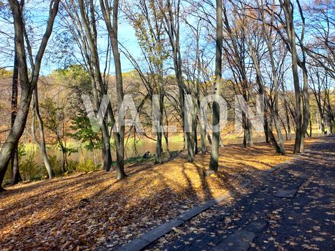 квартира за адресою Голосіївський просп. (40-річчя Жовтня), 76