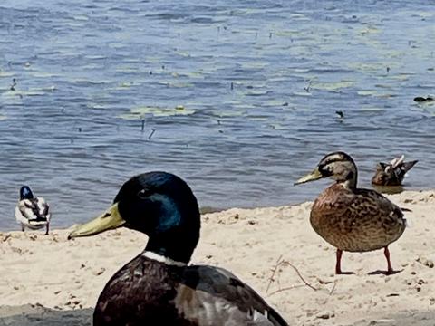 квартира по адресу Митрополита Андрея Шептицкого ул. (Анатолія Луначарського), 3-Б