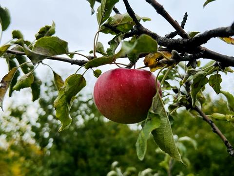 будинок за адресою с/т Агрус, 46-Н