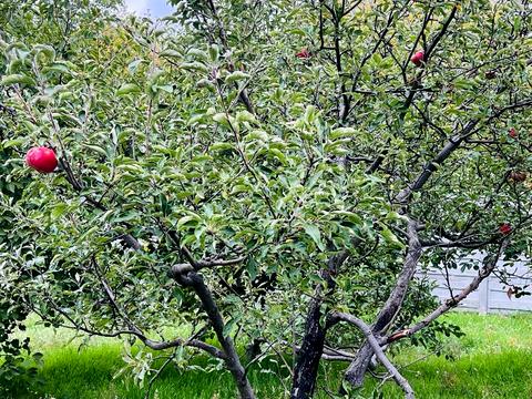 будинок за адресою с/т Агрус, 46-Н