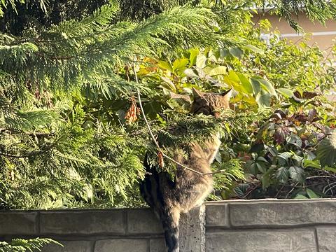 ділянка за адресою Новгородська вул., 16