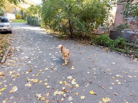 квартира по адресу Степовая ул., 18/20