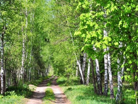дом по адресу Березовий Гай