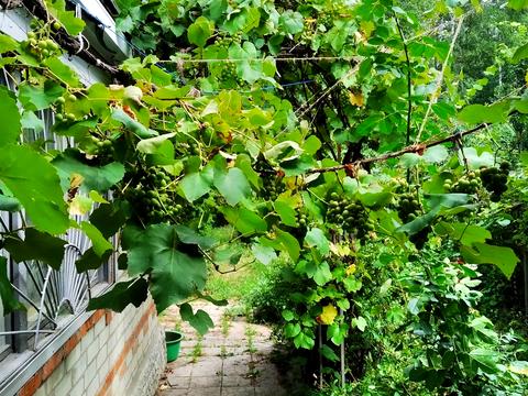 дом по адресу Березовий Гай