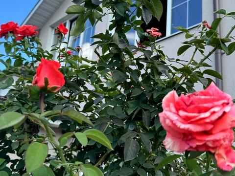 дом по адресу Прилуцкая ул.