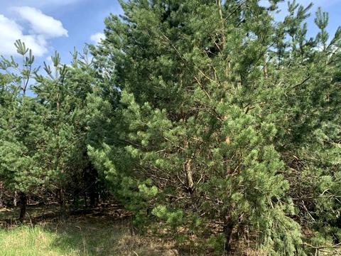 участок по адресу с. Ясногородка, 