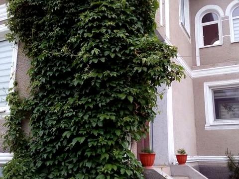 будинок за адресою линия3