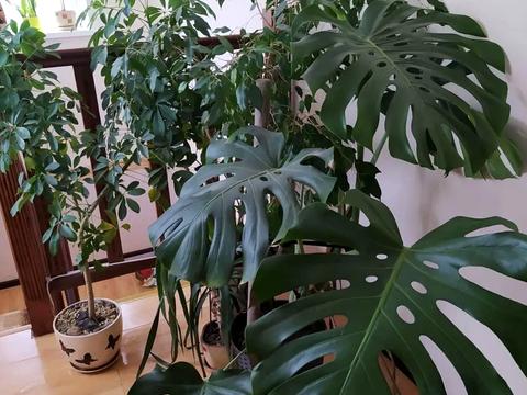 будинок за адресою линия3