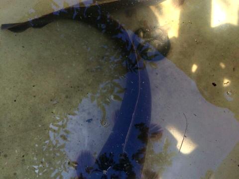 дом по адресу Центральна ул.