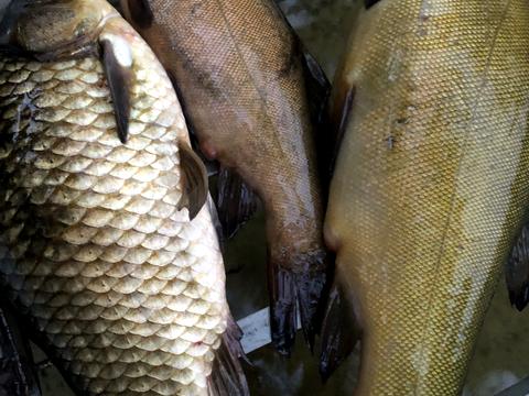 дом по адресу Центральна ул.