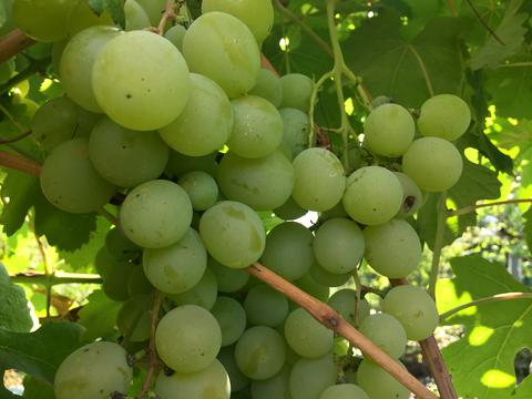 дом по адресу Центральна ул.