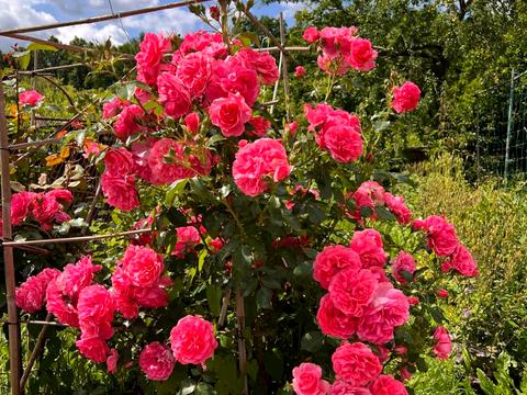 будинок за адресою Франка, 7