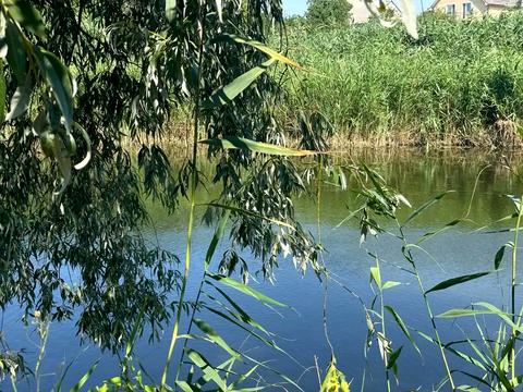 дом по адресу чарівна