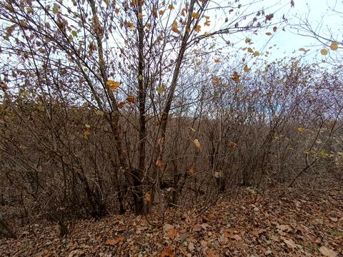 участок по адресу Катионовская ул., 35-В