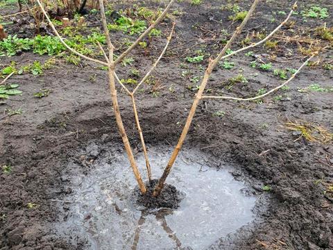 будинок за адресою ягідна, 19