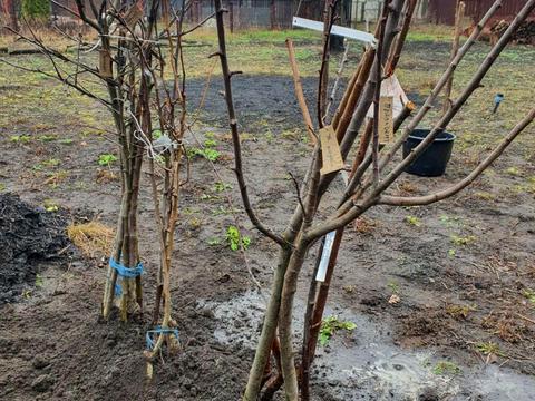 будинок за адресою ягідна, 19