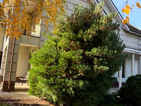 дом по адресу Шевченко ул.