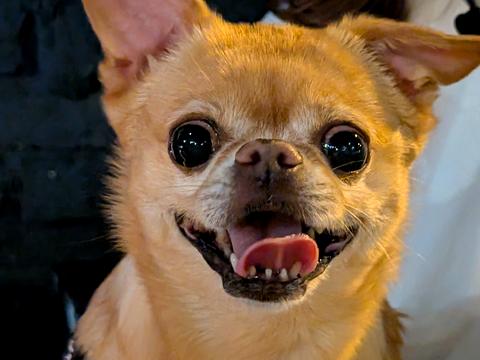 комерційна за адресою Володимирська вул., 101