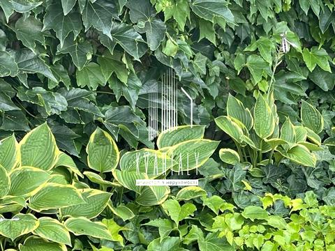 дом по адресу с. Мархалевка, Лесі Українки