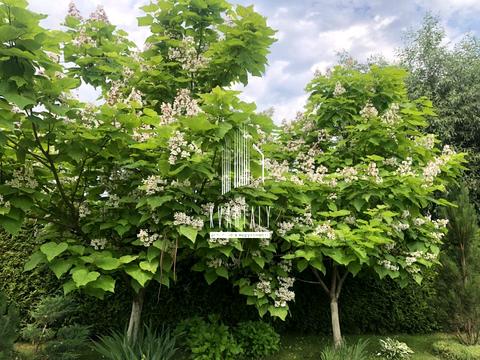 дом по адресу с. Мархалевка, Лесі Українки