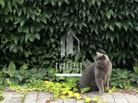 дом по адресу с. Мархалевка, Лесі Українки