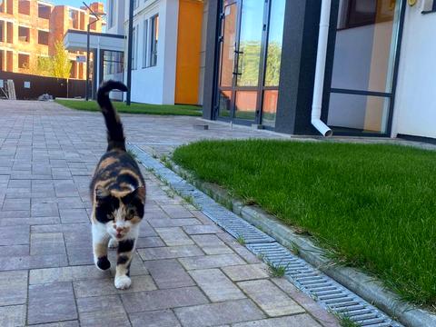 квартира по адресу Наталії Околітенко ул. (Ломоносова), 93