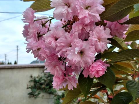 дом по адресу Українська