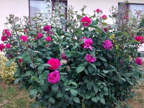 дом по адресу Українська