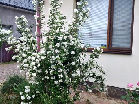 дом по адресу Українська