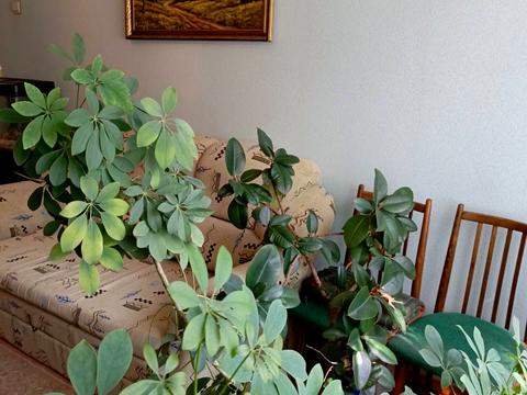 квартира за адресою Леся Курбаса просп., 9