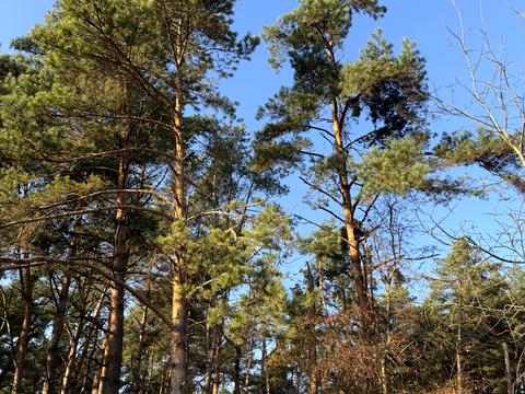 участок по адресу Мыслывская ул.