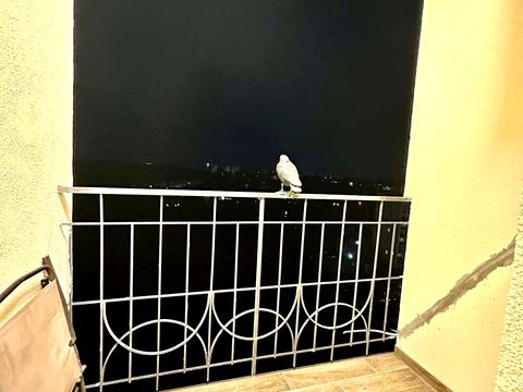 квартира за адресою Валерія Лобановського вул., 30