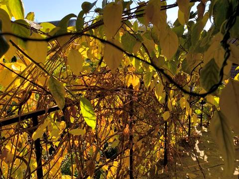 будинок за адресою Абрикосова вул.