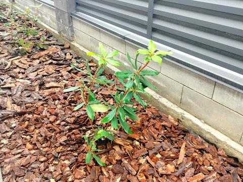 дом по адресу Успішна