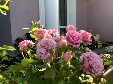 дом по адресу Чаплинская ул.