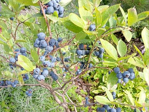 дом по адресу Ярова