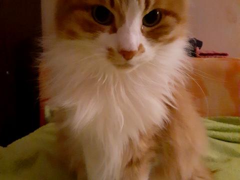 квартира за адресою Варязький пров., 10