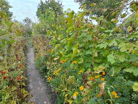 дом по адресу Ильинская ул. (Красногвардейская), 11