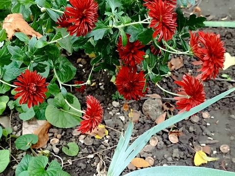 квартира по адресу Добровольцев ул., 5