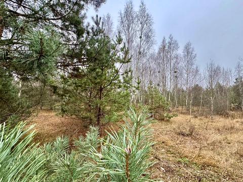 ділянка за адресою с. Здвижівка, 