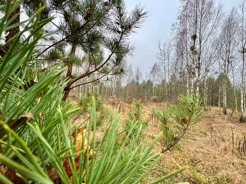 ділянка за адресою с. Здвижівка, 