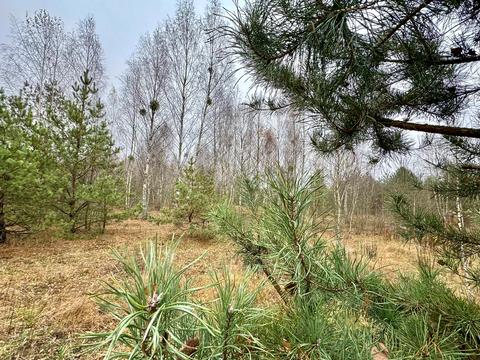 ділянка за адресою с. Здвижівка, 